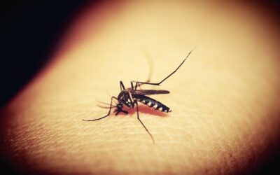Dengue, la otra epidemia que afecta a Colombia