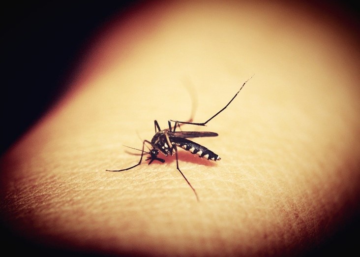 Dengue, la otra epidemia que afecta a Colombia